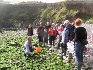 Bruce MacDonald - Coastal Foraging